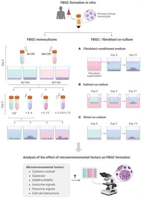 Cellular and microenvironmental cues that promote macrophage fusion and foreign body response